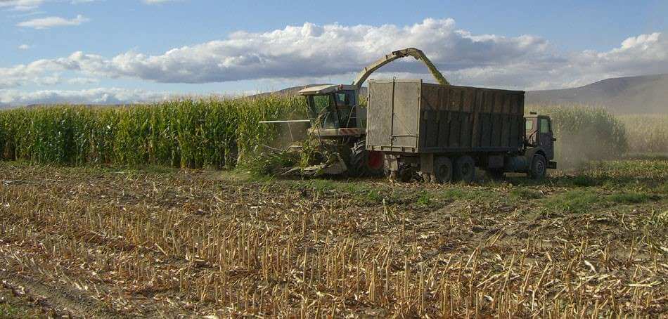 Harvesting a corn field crop.