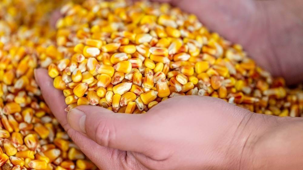 A handful of popcorn kernels.